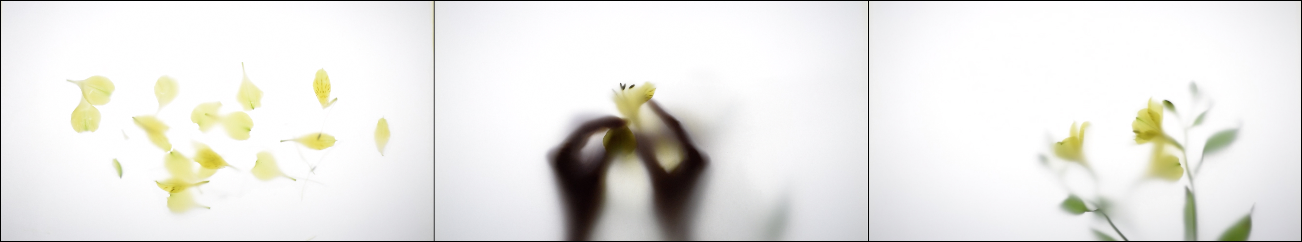 Giallo
