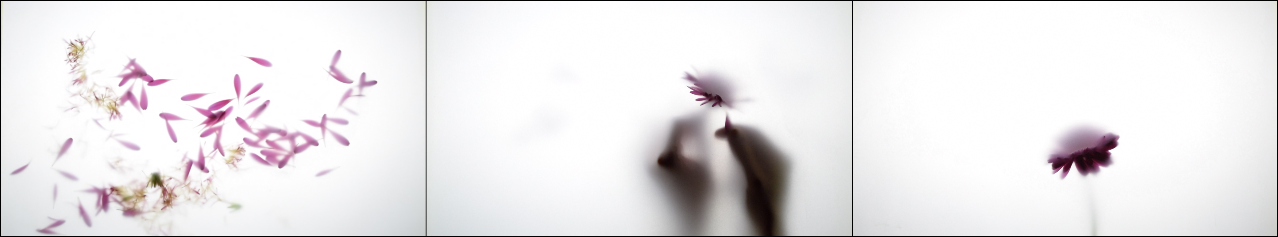Viola
